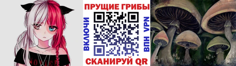 Галлюциногенные грибы Psilocybine cubensis  Сельцо 